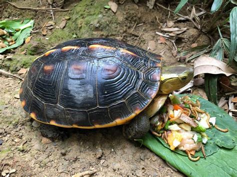 烏龜介紹